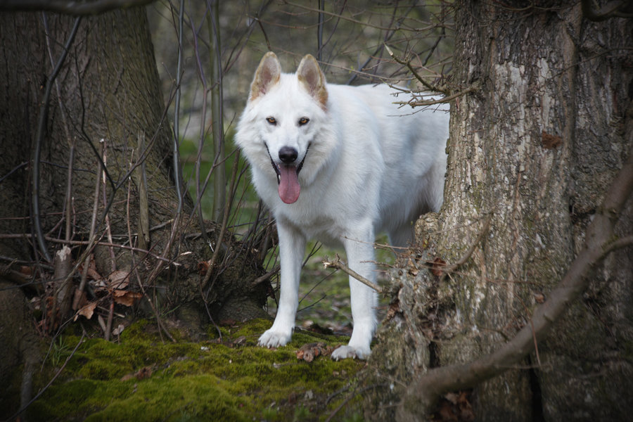 nordic inuit dog