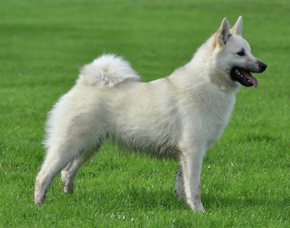 The Norsk Buhund: A Unique Dog Breed 6 How To Keep Health Norsk Buhund
