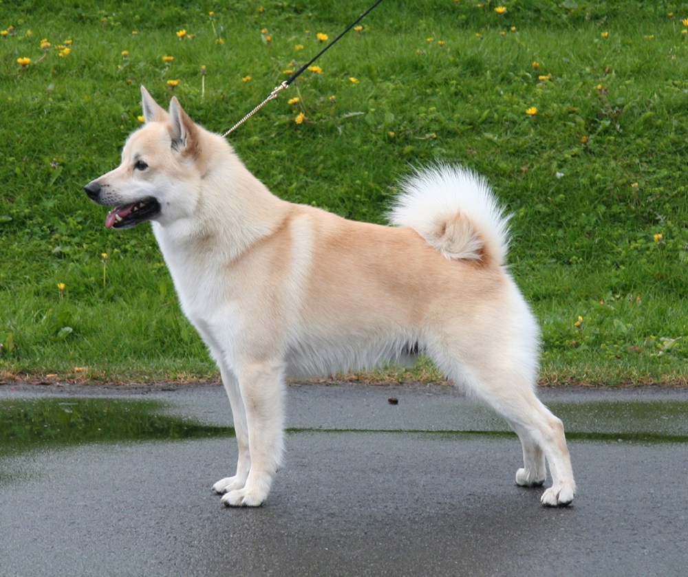 The Norsk Buhund: A Unique Dog Breed The Norsk Buhund: A Unique Dog Breed