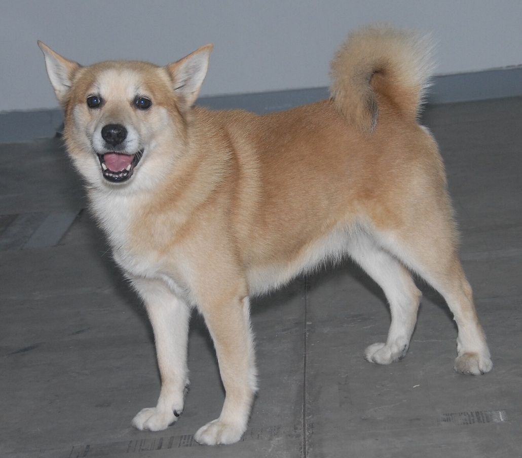 buhund norwegian breed petpaw