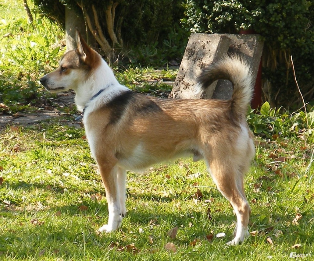 norwegian buhund is ill with gastrointestinal signs