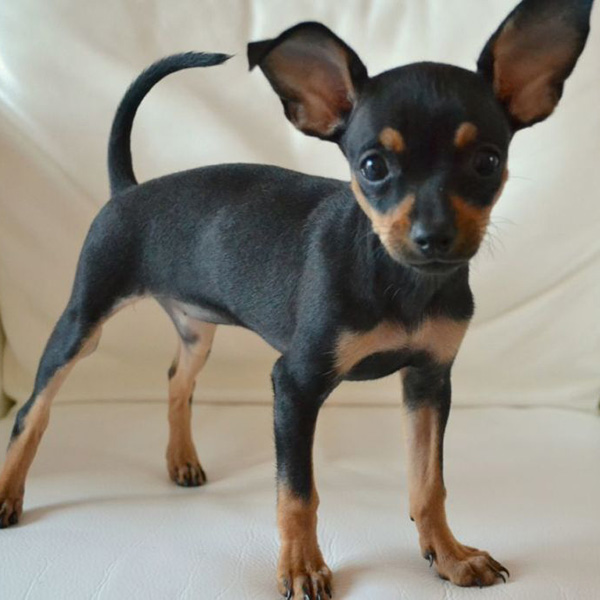 russian toy terrier short hair