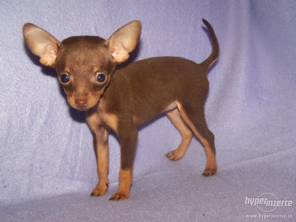 Russian Toy Terrier Breed Guide Learn About The Russian Toy Terrier