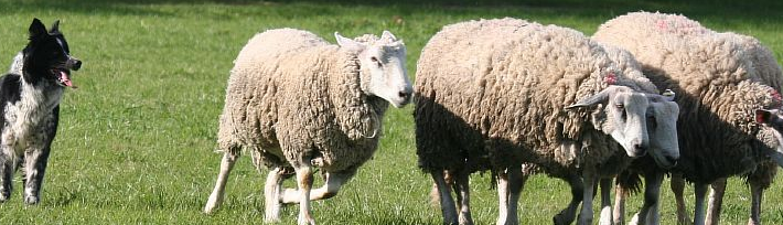 Border Collie Herding Sheep