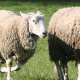 Border Collie Herding Sheep