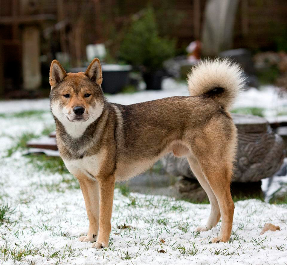 shikoku shiba mix