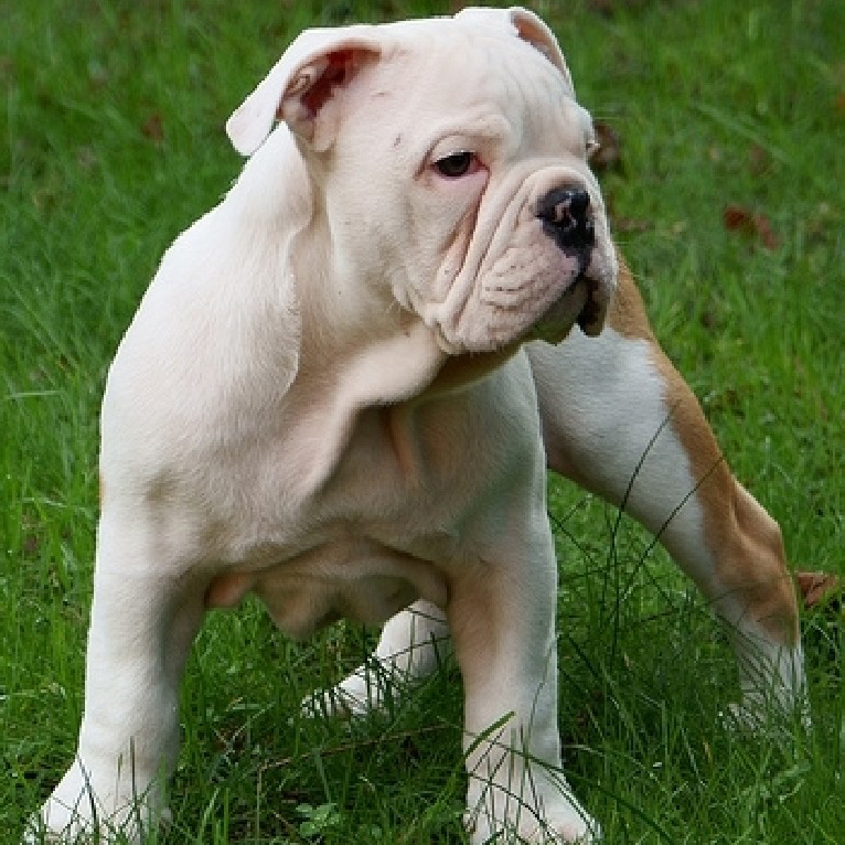 Australian Bulldog Breed Guide - Learn about the Australian Bulldog.