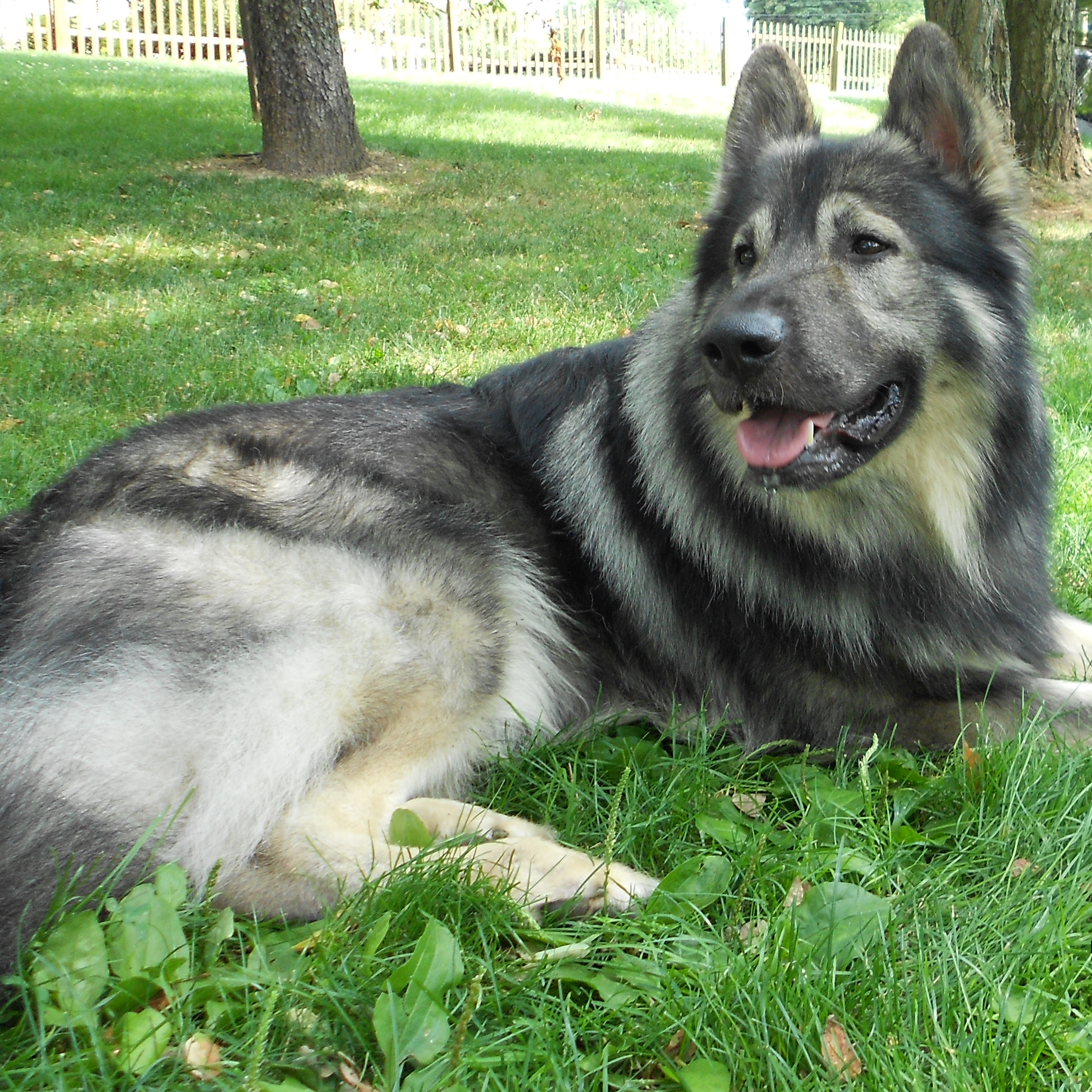 american alsatian dog