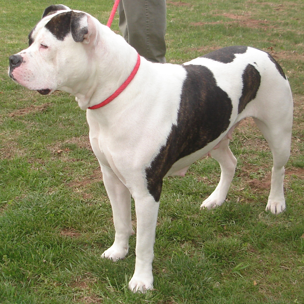 American Bulldog Breed Guide Learn about the American