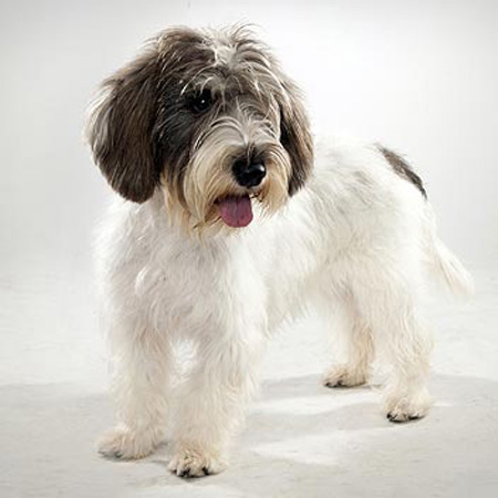 Basset Griffon Vendéen (Petit) Breed Guide - Learn about the Basset ...