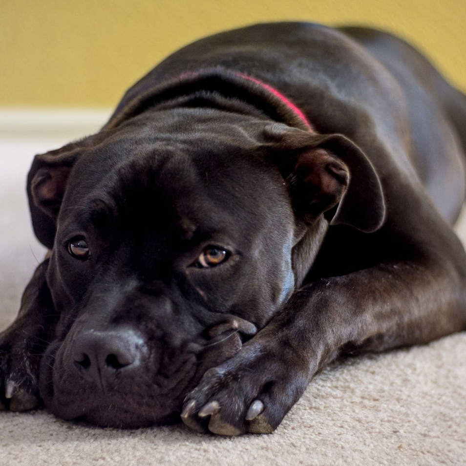 pretty_young_american_bulldog_1280x960 - Pet Paw