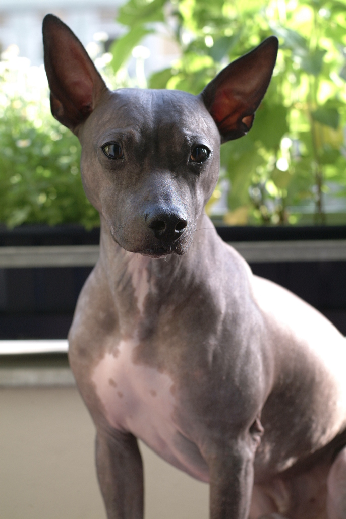 American Hairless Terrier Breed Guide Learn About The American Hairless Terrier