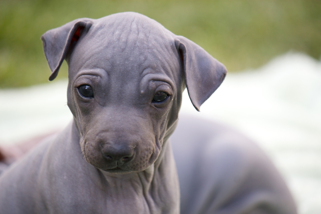 American Hairless Terrier Breed Guide Learn About The American Hairless Terrier