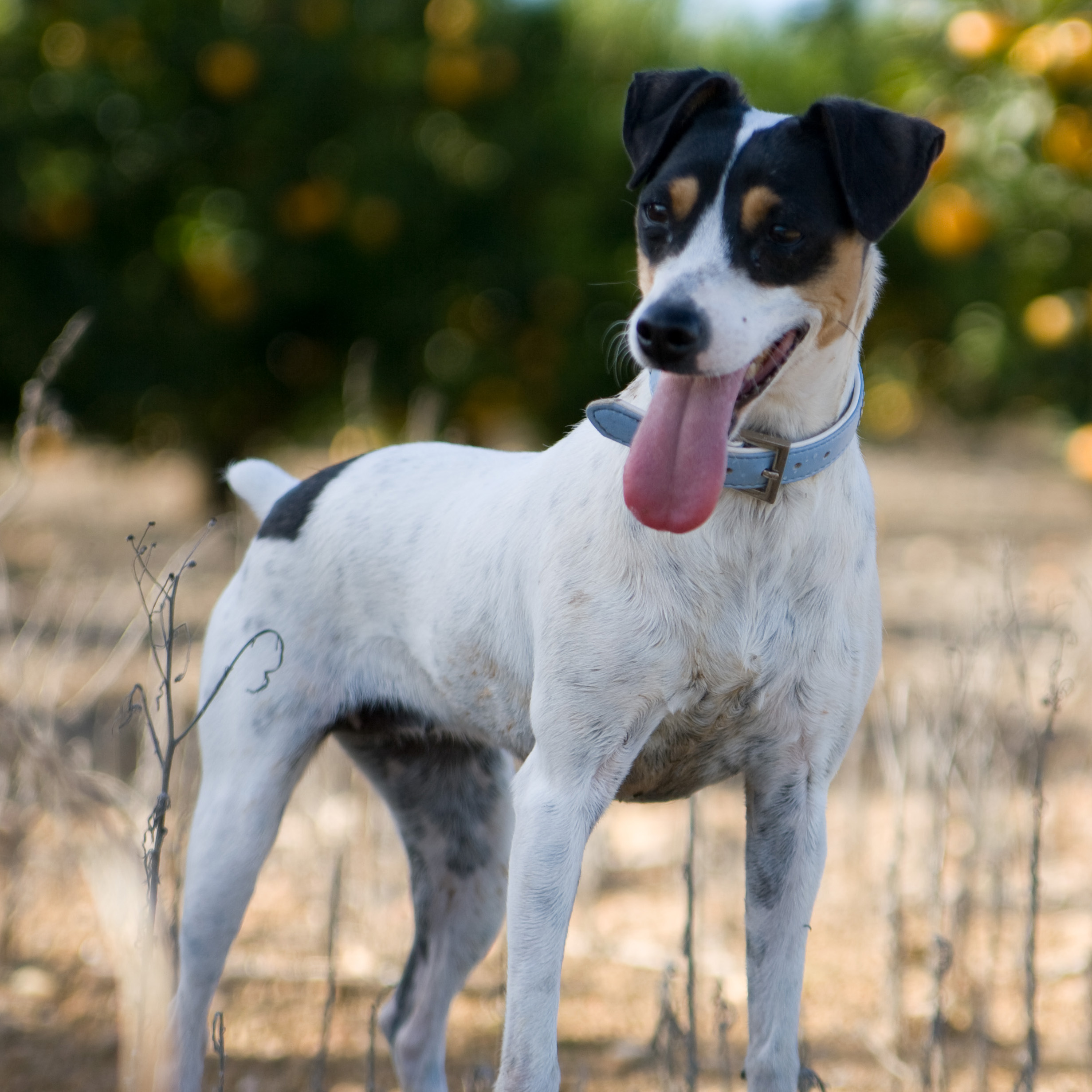 Chilean Fox Terrier Breed Guide Learn About The Chilean Fox Terrier