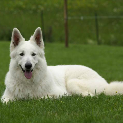 Berger Blanc Suisse Breed Guide - Learn about the Berger Blanc Suisse.
