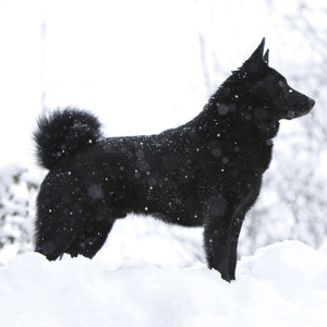 Black Norwegian Elkhound Breed Guide - Learn about the Black Norwegian ...