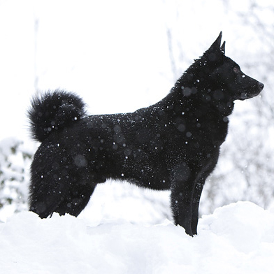 are swedish white elkhound aggressive