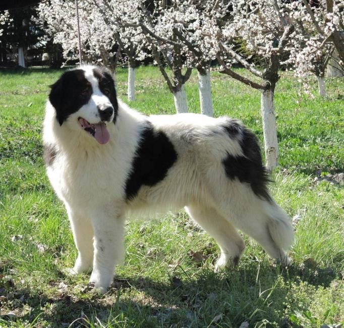 romanian bucovina shepherd