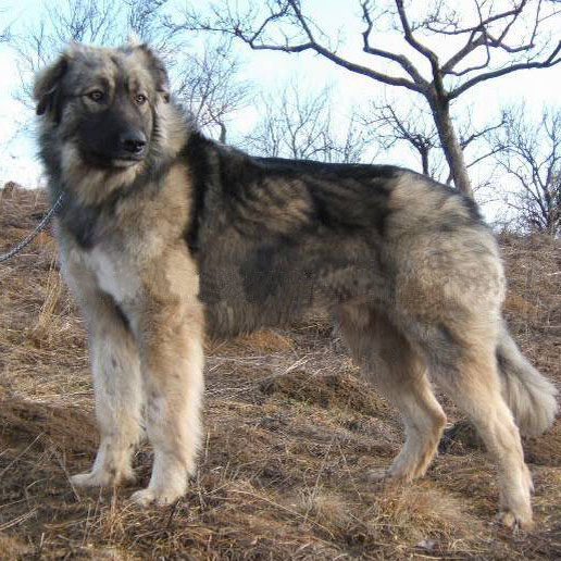Carpathian Shepherd Breed Guide - Learn about the Carpathian Shepherd.