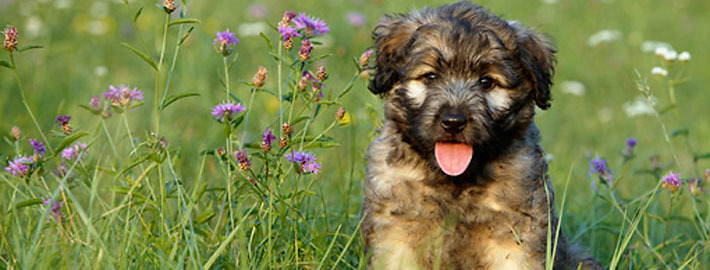 catalan sheepdog puppies for sale