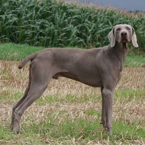 Procesando Leyenda Extremo Chien-gris Breed Guide - Learn about the Chien-gris.