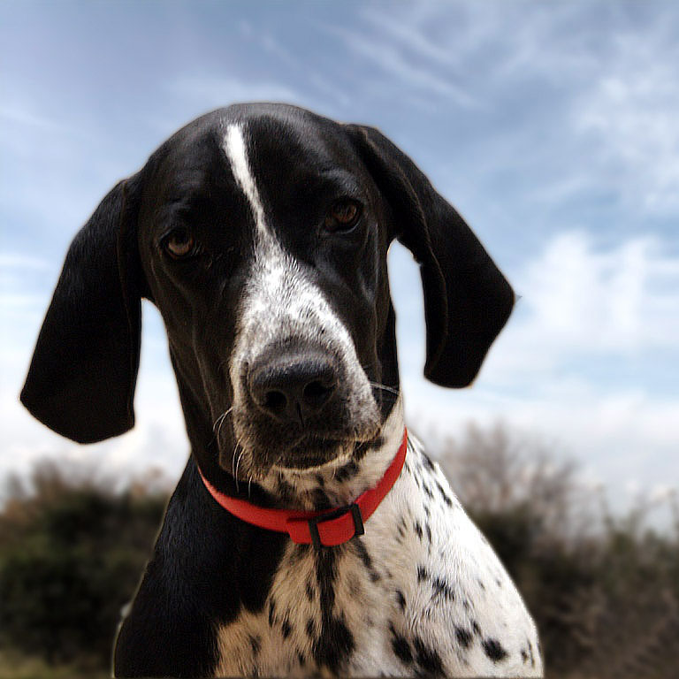 The Braque d'Auvergne: A Loyal and Energetic Hunting Dog 2 Braque D'Auvergne Highlights