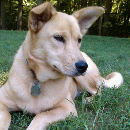 carolina dog puppy cute breed dogs petpaw fact fun