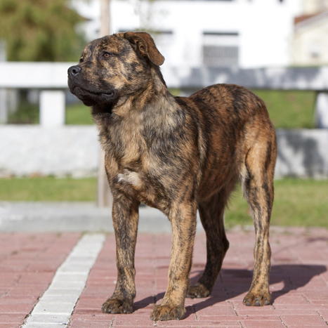 Cão Fila de São Miguel Breed Learn about the Cão Fila São Miguel.