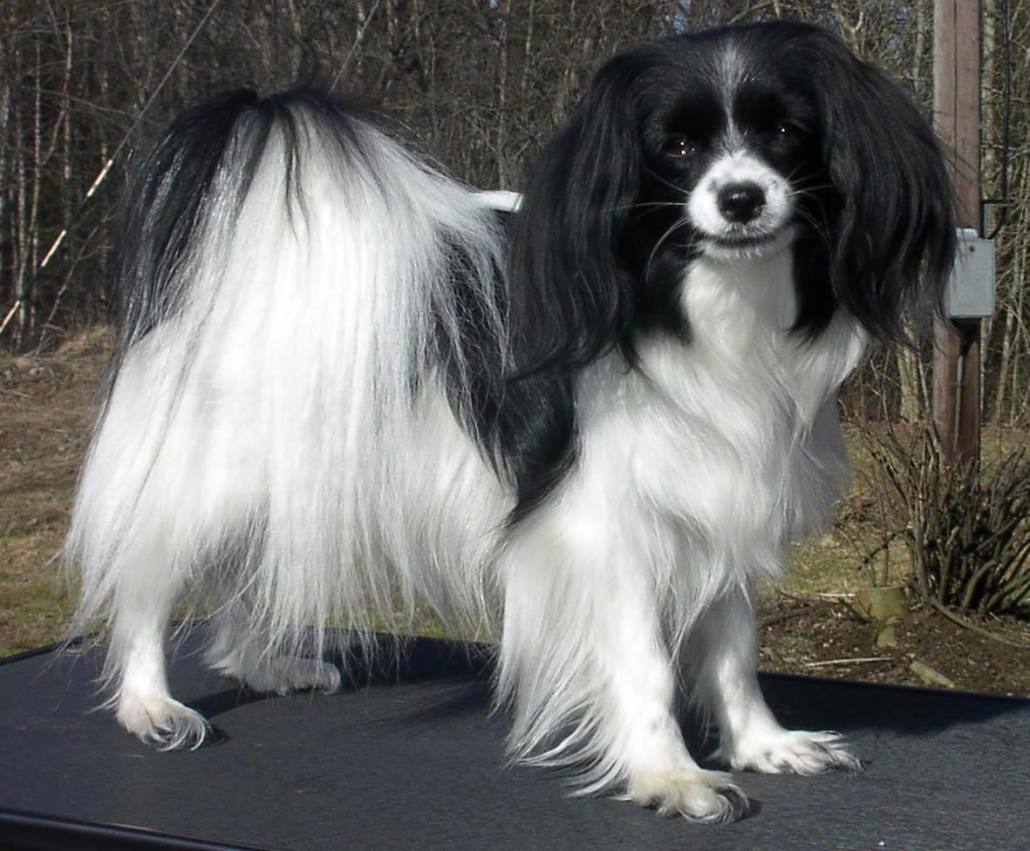 Phalene Breed Guide Learn About The Phalene Phalene Breed Guide Learn About The Phalene