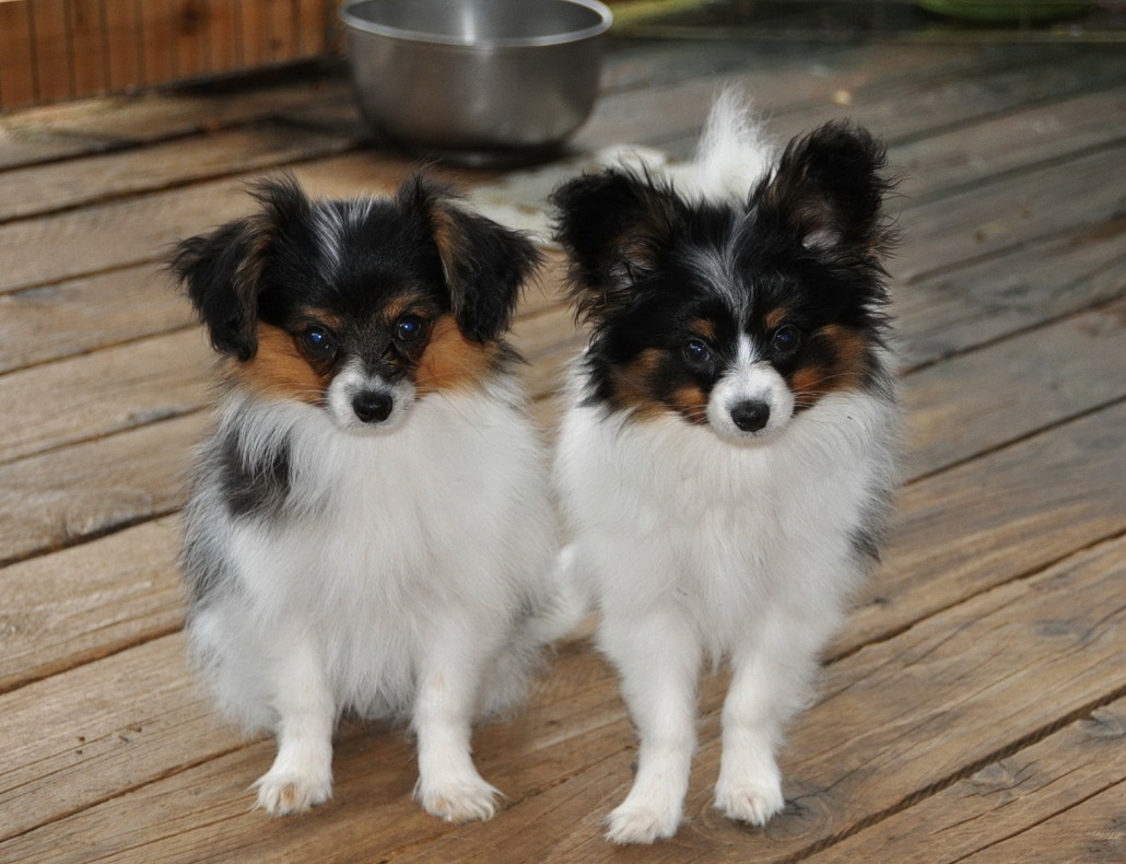 Phalene Breed Guide Learn About The Phalene Phalene Breed Guide Learn About The Phalene