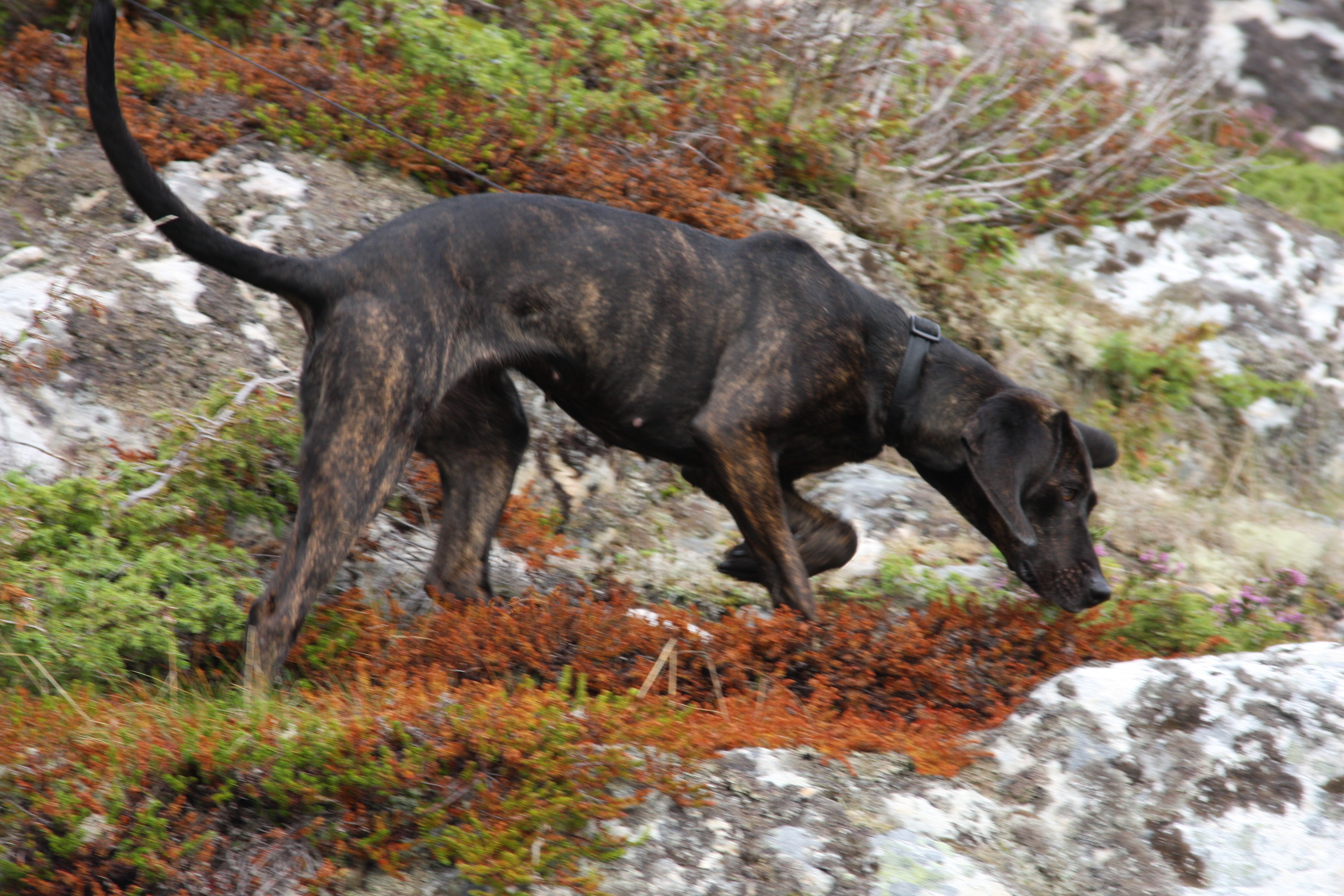 Plott hound 1 Pet Paw