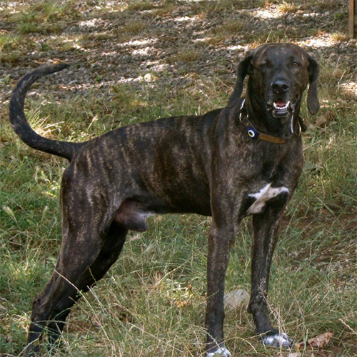 plott hound colors