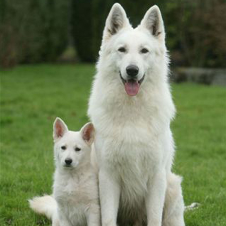 Berger Blanc Suisse Breed Guide - Learn about the Berger Blanc Suisse.