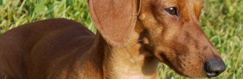 Dachshund in the sunshine