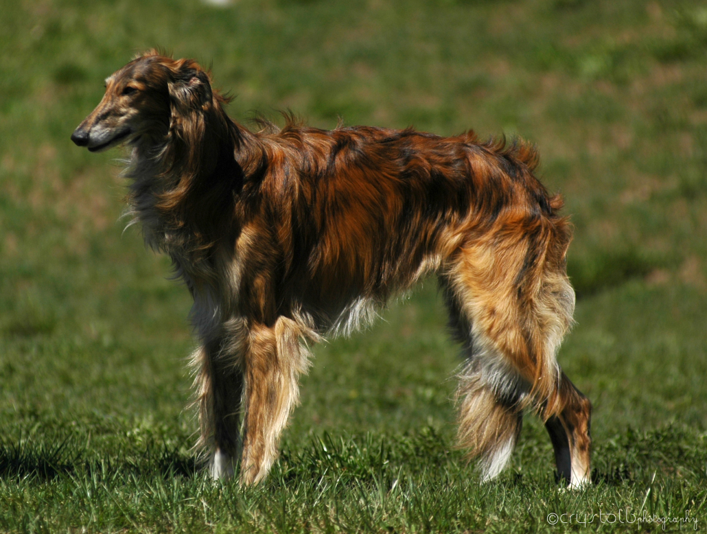 Silken Windhound Breed Guide Learn About The Silken Windhound