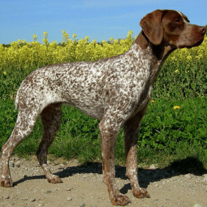 Braque Francais Breed Guide - Learn about the Braque Francais.