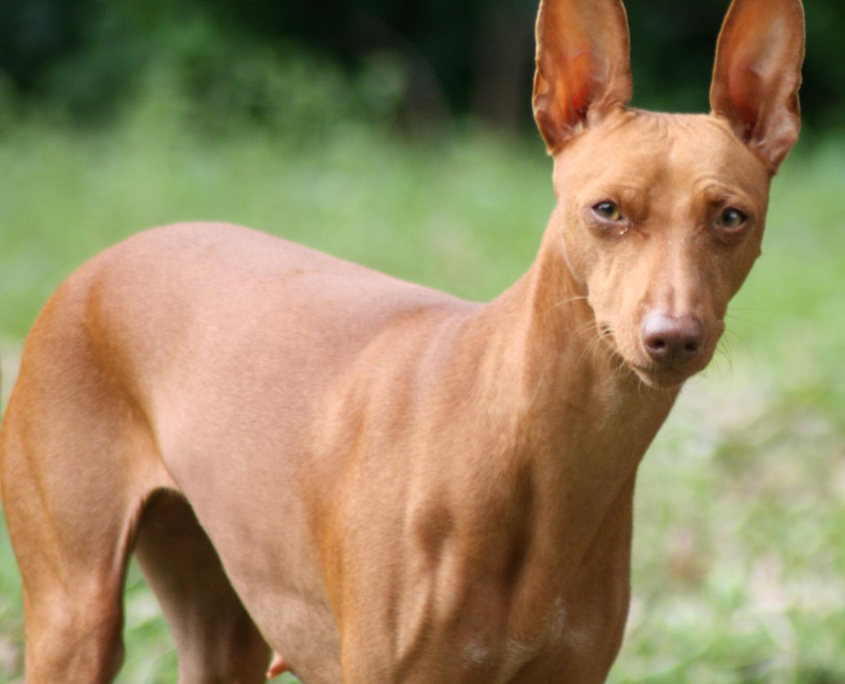 Cirneco dell’Etna Breed Guide - Learn about the Cirneco dell’Etna.