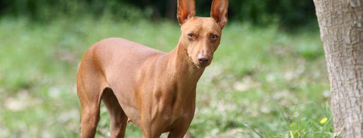 Cirneco dell’Etna Breed Guide - Learn about the Cirneco dell’Etna.