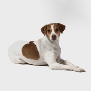 Danish Swedish Farmdog featured - Pet Paw