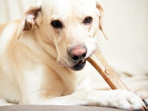 Dog Chewing bone