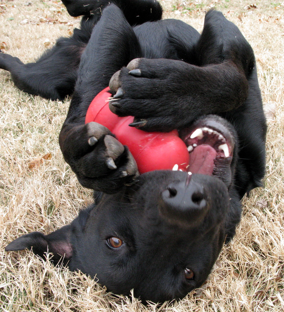 Dog Playing with His Kong Toy