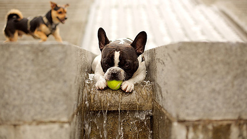 Dog playing with a tennis ball