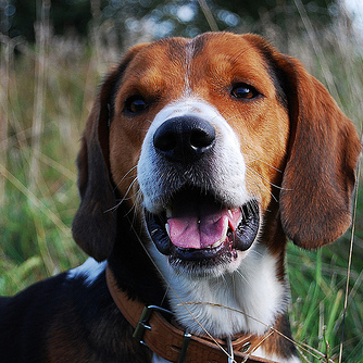 are estonian hound aggressive