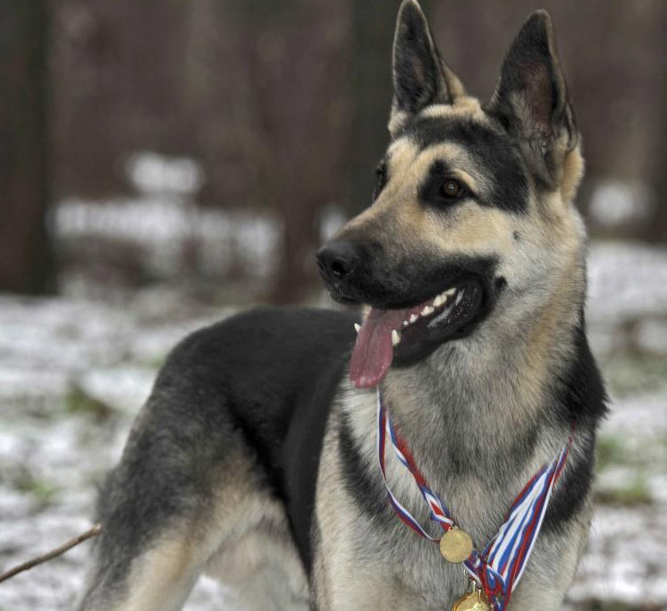 East-European Shepherd Breed Guide - Learn about the East-European ...