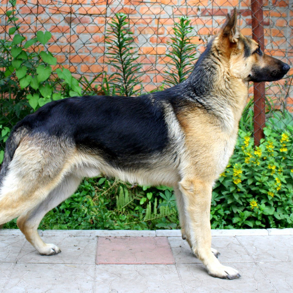 Are Eastern European Shepherd Dogs Rare