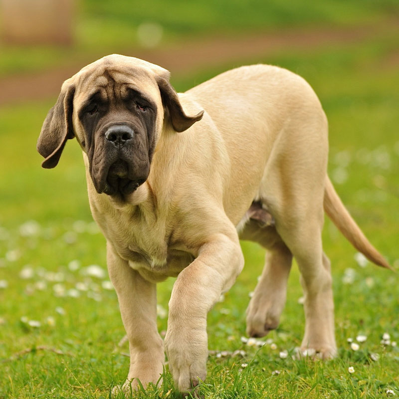 English Mastiff Breed Guide Learn About The English Mastiff