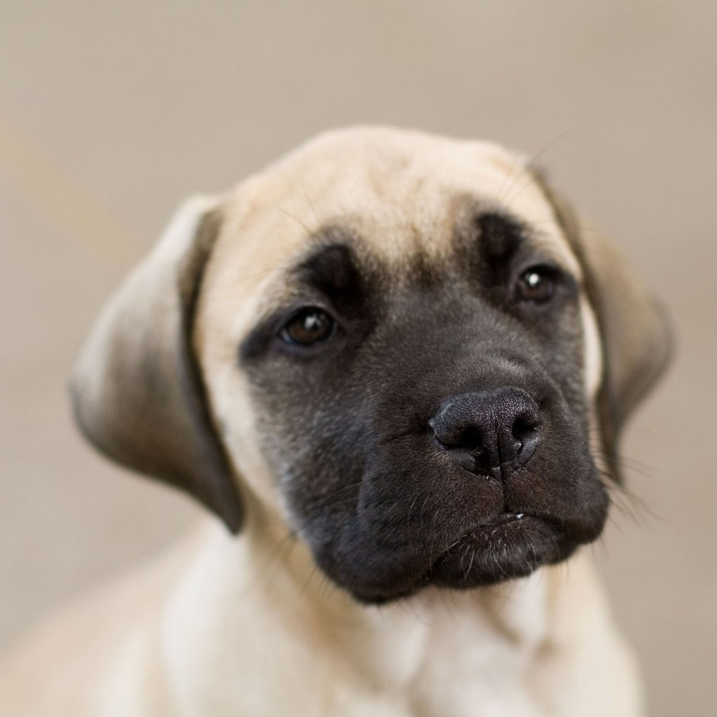 English Mastiff Breed Guide - Learn about the English Mastiff.