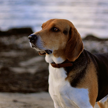 are estonian hound aggressive