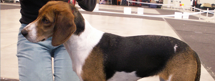 are estonian hound aggressive