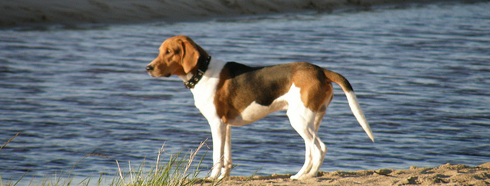 are estonian hound aggressive